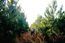 Loblollypine4web