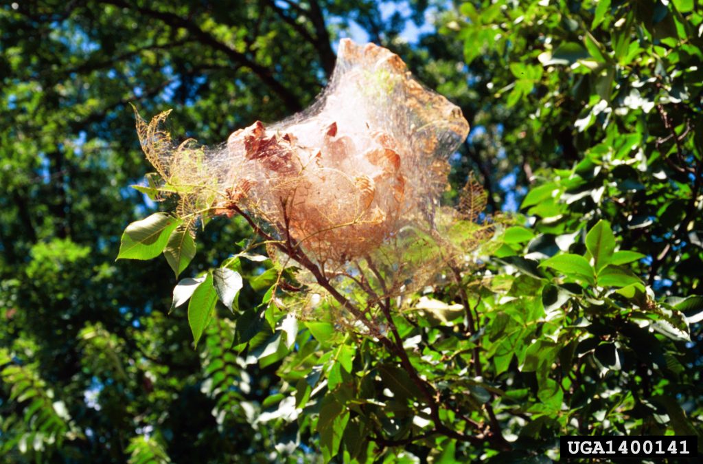Image of fall webworm web.