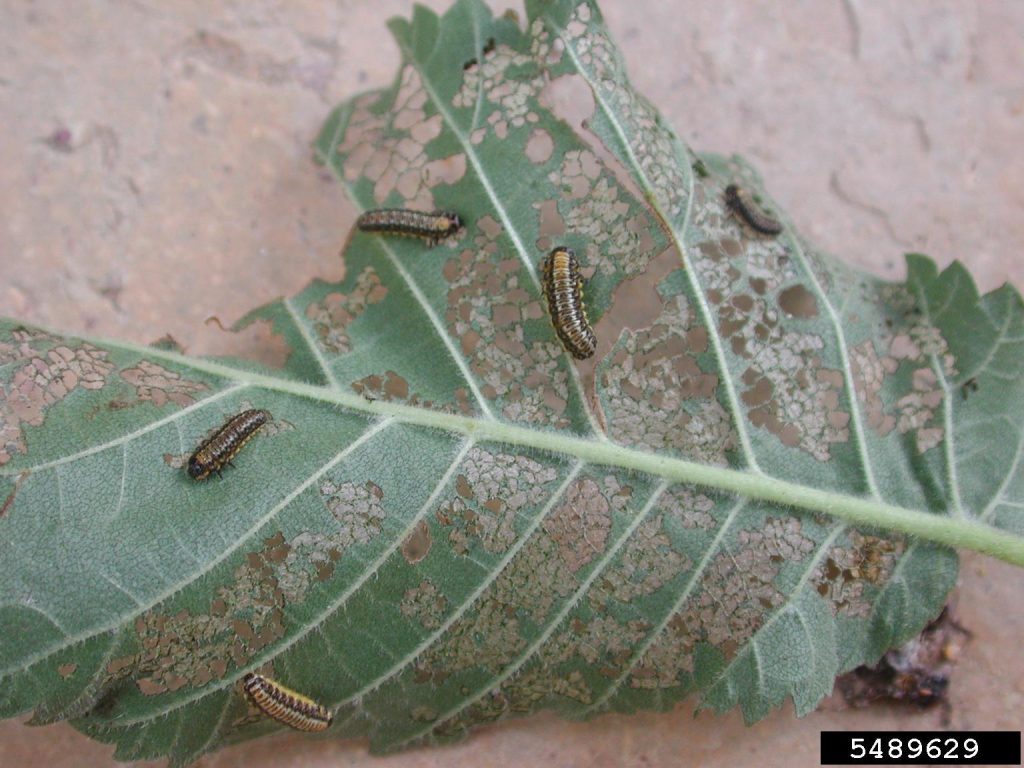 elm leaf beetle larvae on skeletonized leaf