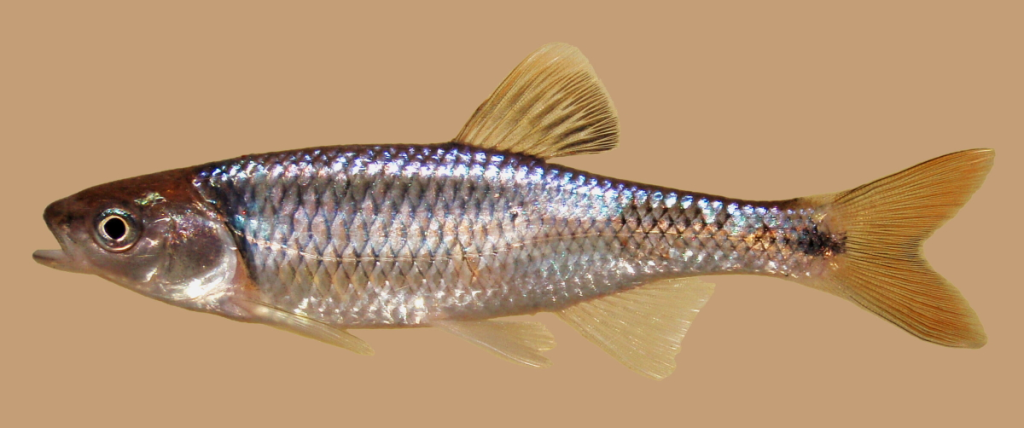 Altamaha shiner fish