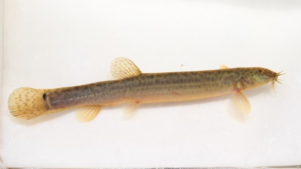 oriental weather loach