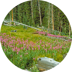 wildflowers growing on edge of forest