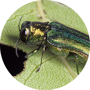 Emerald Ash Borer (EAB) adult