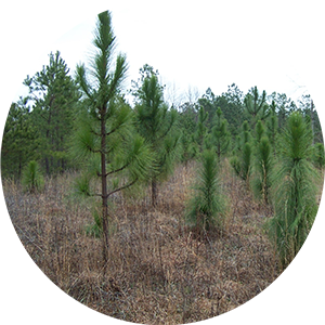 pine seedlings