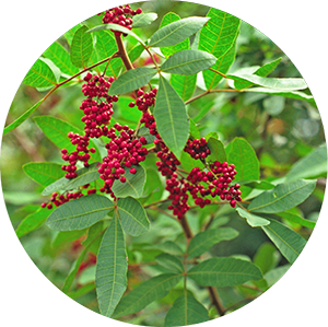 Fruiting Brazilian peppertree branch