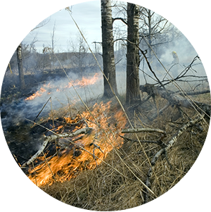 prescribed fire burn