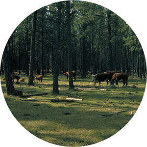 cows in lightly forested area