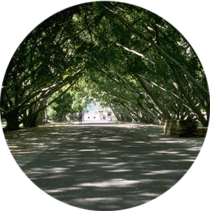 trees growing into a closed canopy over a paves road or driveway
