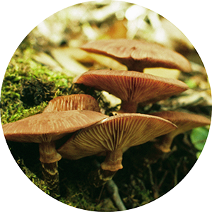 Armillaria root rot fruiting bodies