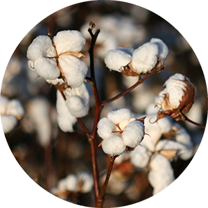 cotton plant