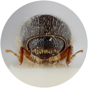 bark beetle