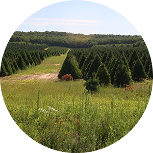Christmas tree farm