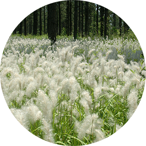 cogongrass infestation in forest