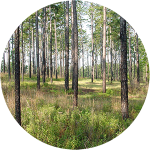 pine tree stand