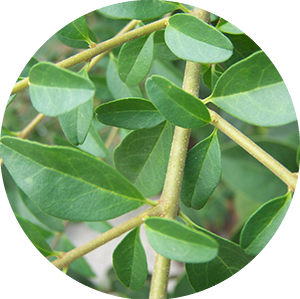 Chinese privet closeup of leaves
