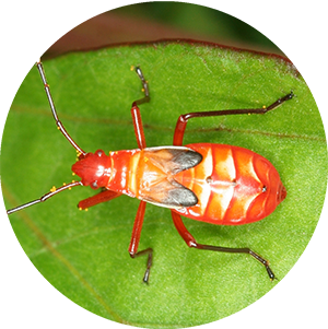 orange Hemiptera insect