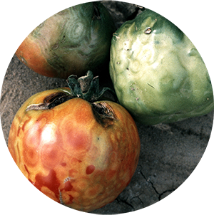 diseases tomatoes