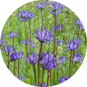 round headed rampion flowers