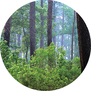 trees
