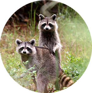 pair of raccoons, clearly interested in the photographer
