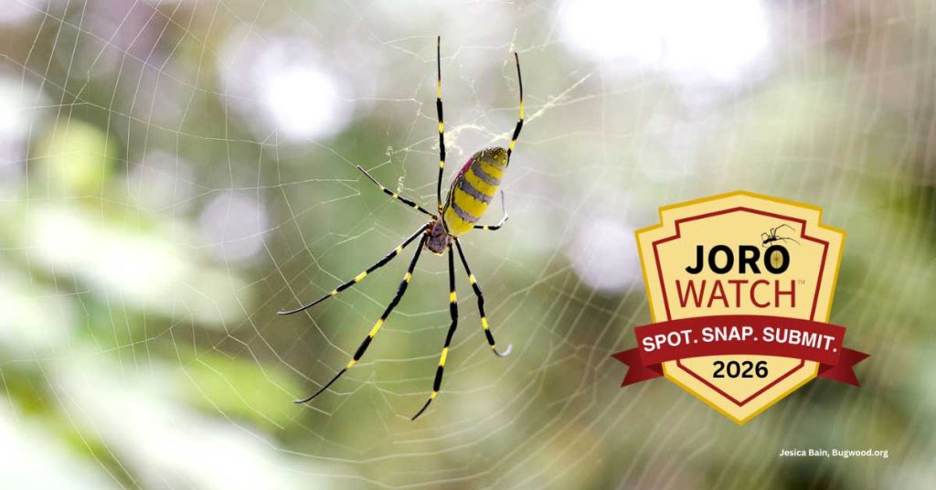 A yellow and bluish gray striped female spider, known as a joro spider with a badge in lower right reading "Joro Watch. Spot. Snap. Submit. 2026.