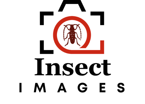 Insect Images: Dedicated to insects and related arthropods, with images organized by taxonomy, life stages, and the types of damage they cause. https://www.insectimages.org/