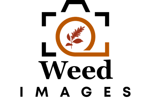 Weed Images: Specializes in weeds, invasive plants, herbicide injury symptoms, and weed science topics, especially in agronomic and managed landscapes. https://weedimages.org/