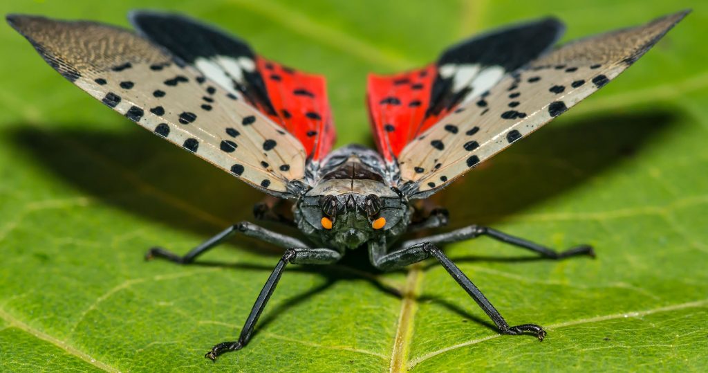 Spotted lanternfly