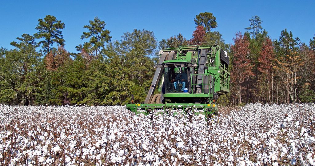 cotton picker harvesting cotton