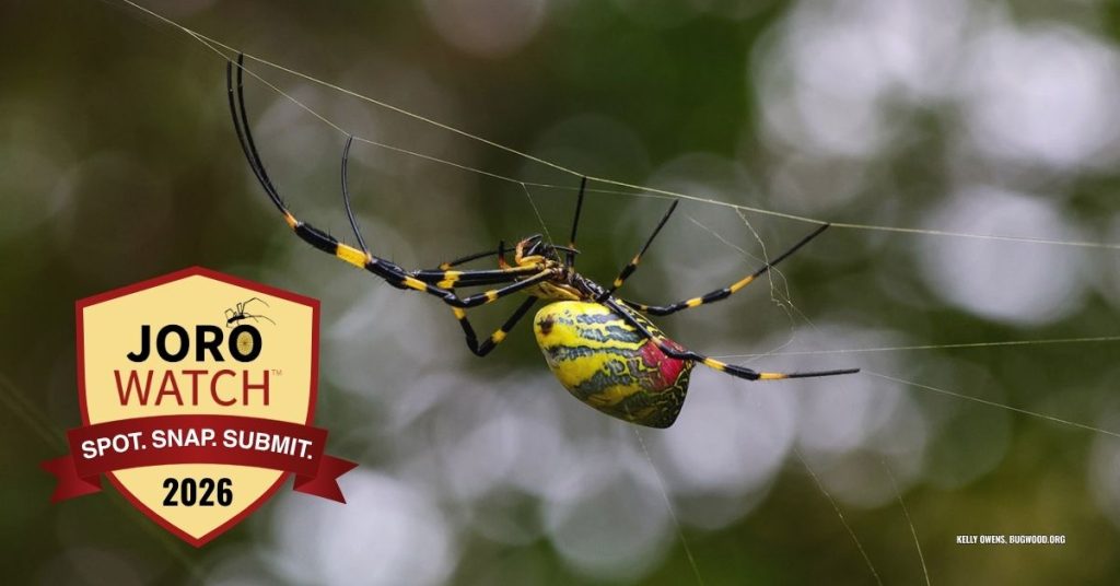 A badge graphic reading, "Joro Watch - Spot. Snap. Submit. 2026 is placed on a background with an adult female Joro spider suspended in its web against a blurred woodland background. Photo credit: Kelly Owens, Bugwood.org.